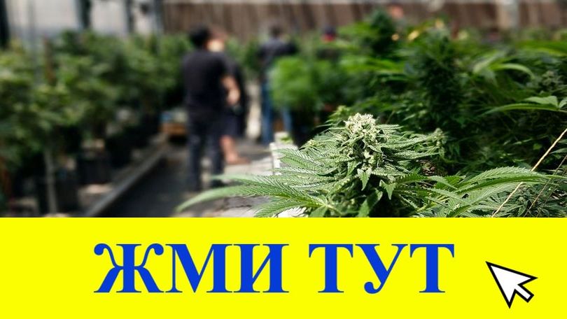 Купить наркотики в Гуково